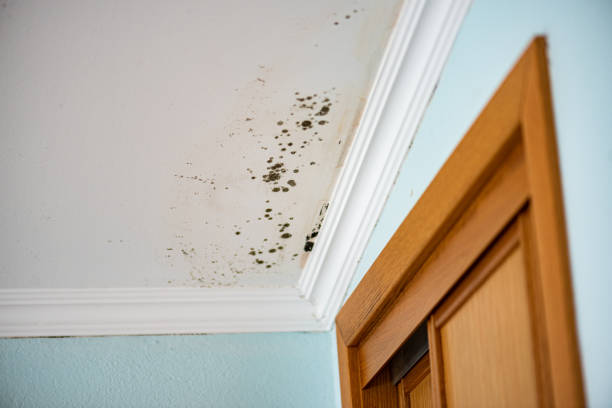 Attic Mold Removal in Lusby, MD