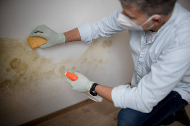 Mold Testing and Removal in Lusby, MD