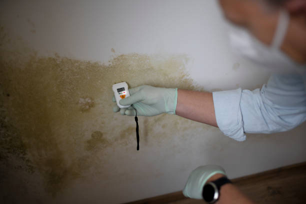 Best Mold Remediation Experts  in Lusby, MD