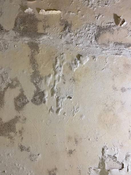 Best Mold Damage Repair  in Lusby, MD