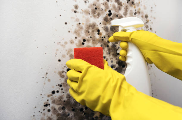 Best Mold Remediation  in Lusby, MD