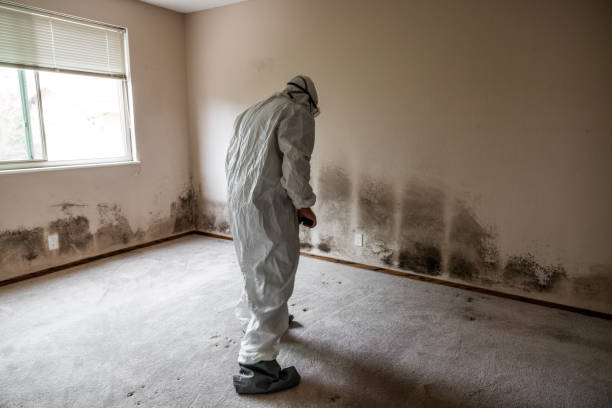 Best Commercial Mold Removal  in Lusby, MD