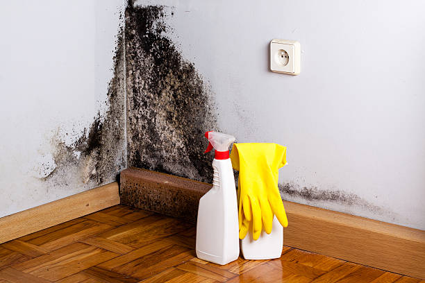 Best Certified Mold Removal  in Lusby, MD