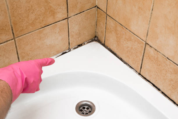 Best Toxic Mold Removal  in Lusby, MD